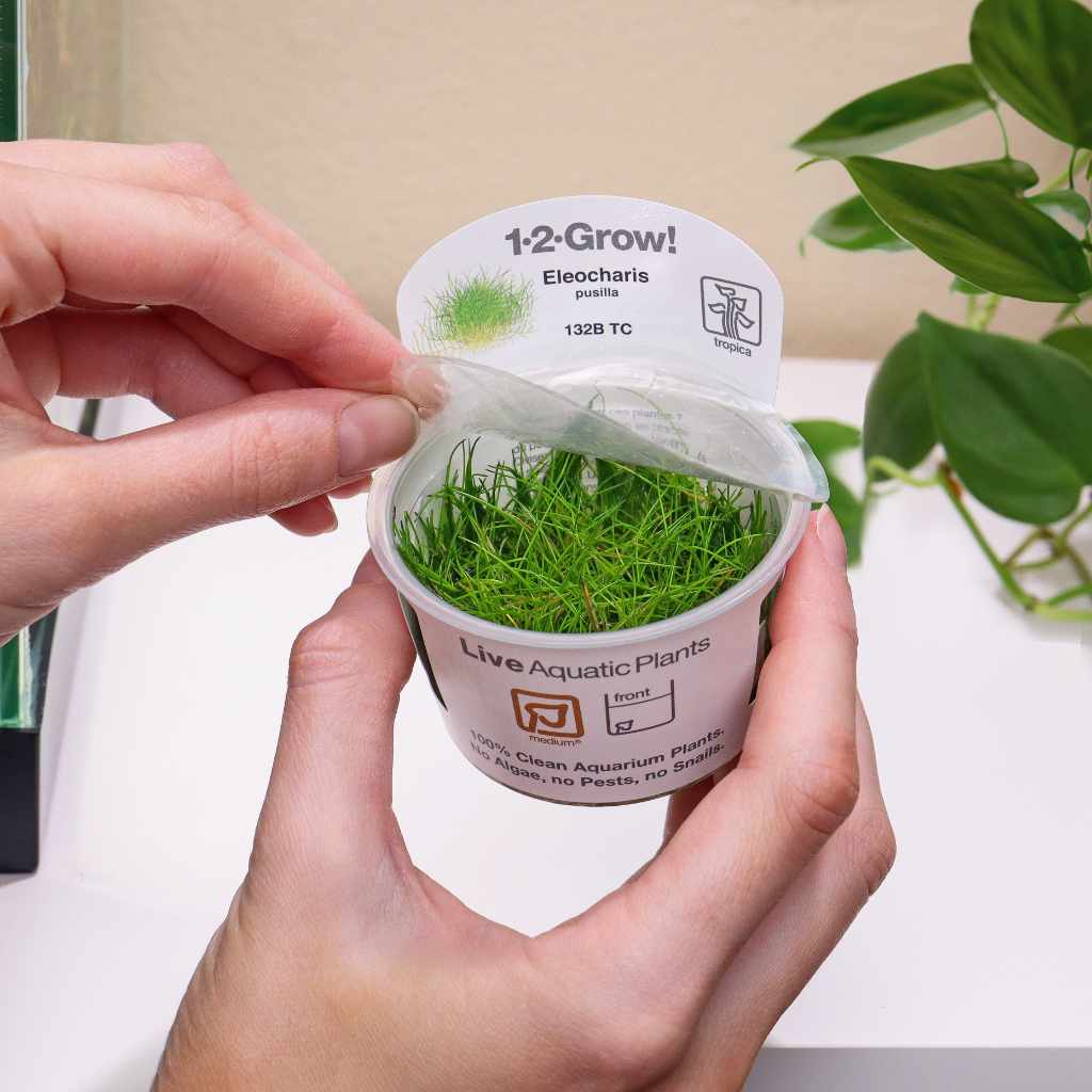 Eleocharis Pusilla 'Mini' Tissue Culture - Aquarium Co - Op