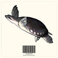 Fly River Turtle Decal Sticker - Aquarium Co - Op