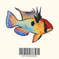 German Blue Ram Decal Sticker - Aquarium Co - Op