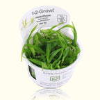 Helanthium Bolivianum 'Quadricostatus' Tissue Culture - Aquarium Co - Op