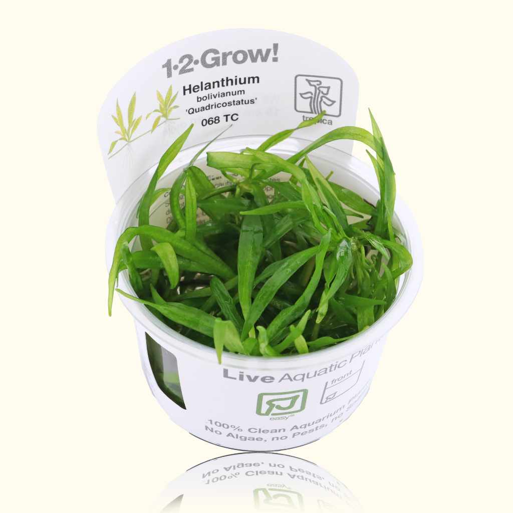 Helanthium Bolivianum 'Quadricostatus' Tissue Culture - Aquarium Co - Op