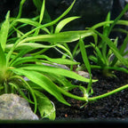 Helanthium Bolivianum 'Quadricostatus' Tissue Culture - Aquarium Co - Op