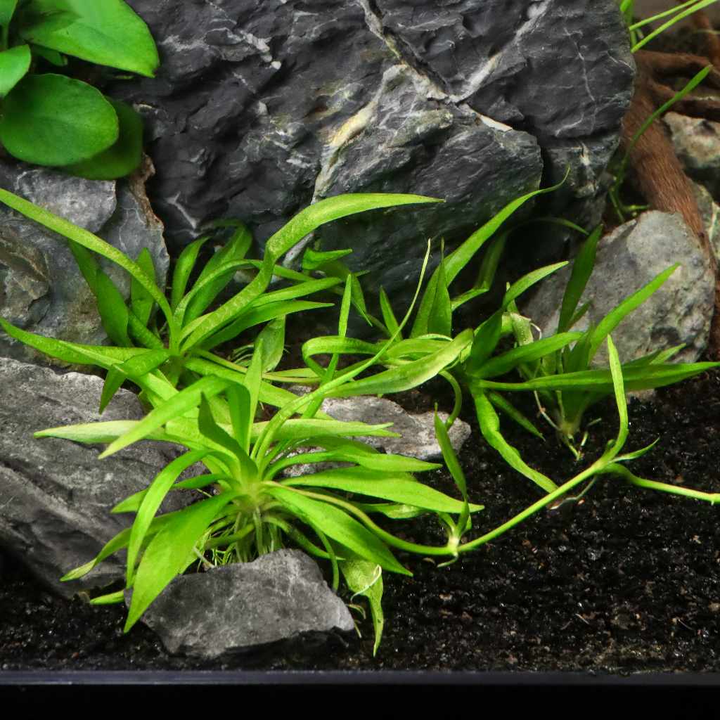 Helanthium Bolivianum 'Quadricostatus' Tissue Culture - Aquarium Co - Op