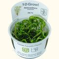 Heteranthera Zosterifolia Star Grass Tissue Culture - Aquarium Co - Op