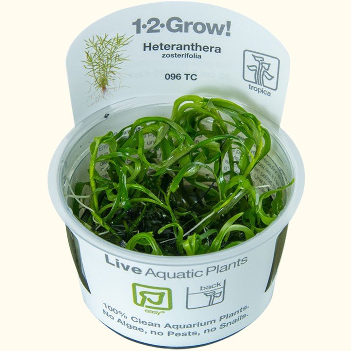Heteranthera Zosterifolia Star Grass Tissue Culture - Aquarium Co - Op
