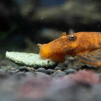 Hikari Algae Wafers - Aquarium Co - Op