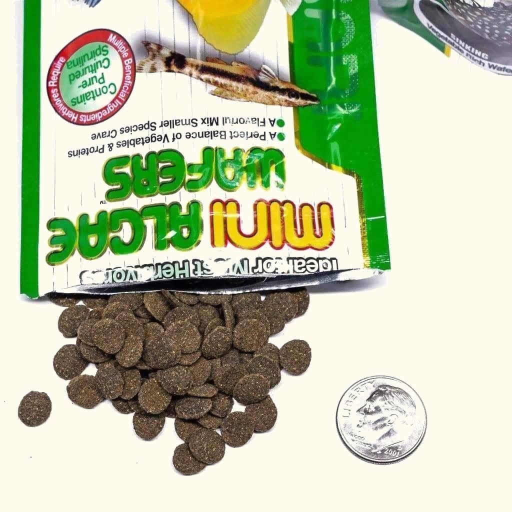 Hikari Mini Algae Wafers - Aquarium Co - Op
