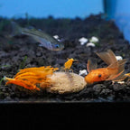 Hikari Sinking Wafers - Aquarium Co - Op