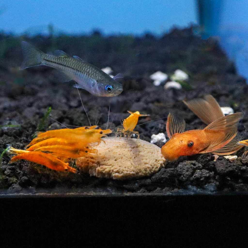 Hikari Sinking Wafers - Aquarium Co - Op