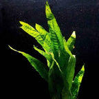 Java Fern - Aquarium Co - Op