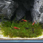 Java Moss Mat - Aquarium Co - Op