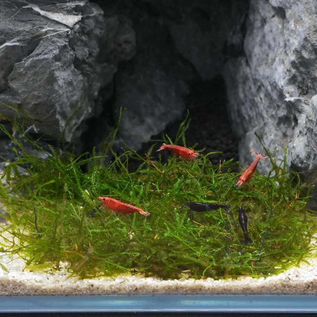 Java Moss Mat - Aquarium Co - Op