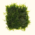 Java Moss Mat - Aquarium Co - Op