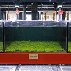 Java Moss Mat - Aquarium Co - Op