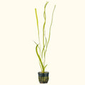 Jungle Vallisneria - Aquarium Co - Op