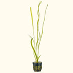 Jungle Vallisneria - Aquarium Co - Op