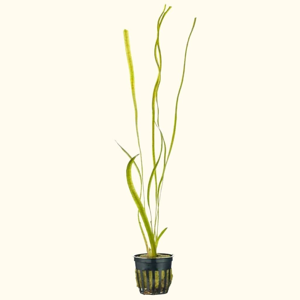 Jungle Vallisneria - Aquarium Co - Op