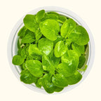 Lobelia cardinalis 'Mini' Tissue Culture - Aquarium Co - Op