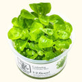Lobelia cardinalis 'Mini' Tissue Culture - Aquarium Co - Op