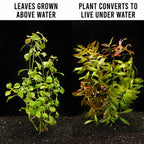 Ludwigia Repens 'Red' - Aquarium Co - Op