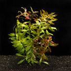 Ludwigia Repens 'Red' - Aquarium Co - Op