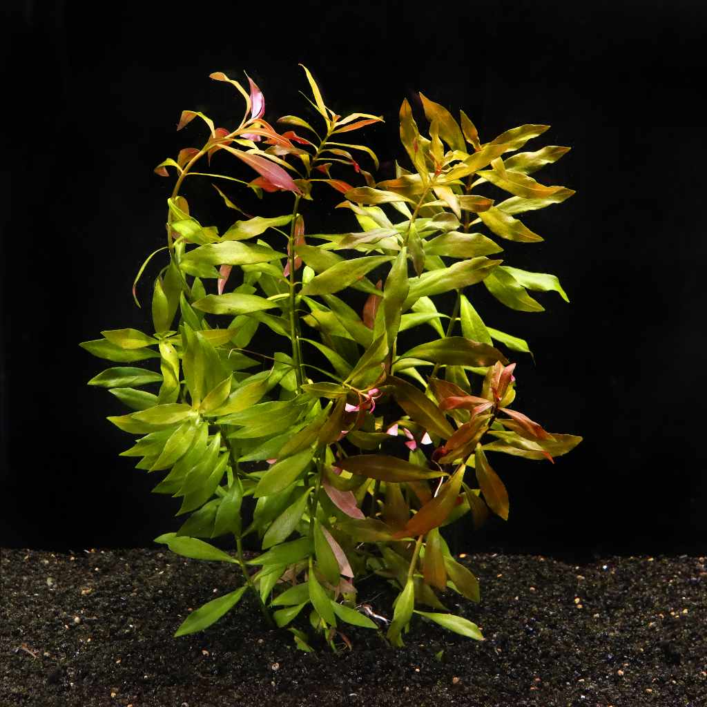 Ludwigia Repens 'Red' - Aquarium Co - Op