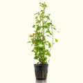 Ludwigia Repens 'Red' - Aquarium Co - Op