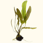 Madagascar Lace Plant - Aquarium Co - Op