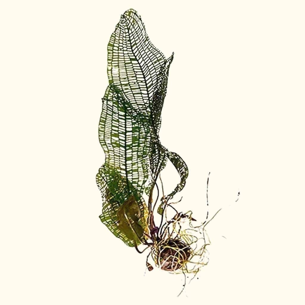 Madagascar Lace Plant - Aquarium Co - Op