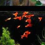 Magic Bite Size Pellets - Aquarium Co - Op