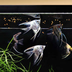 Magic Nuggets - Aquarium Co - Op