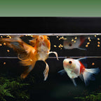 Magic Nuggets - Aquarium Co - Op