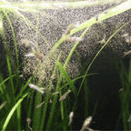 Magic Small Fish Feed