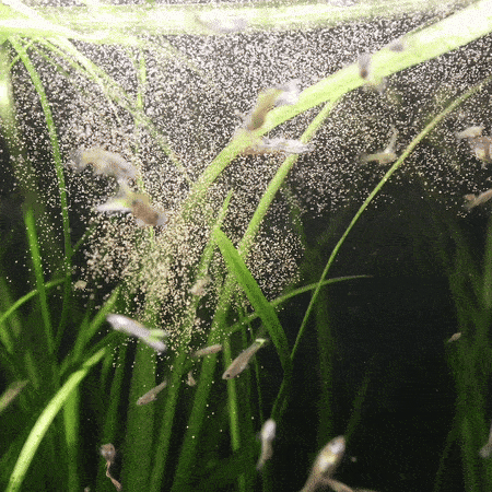Magic Small Fish Feed