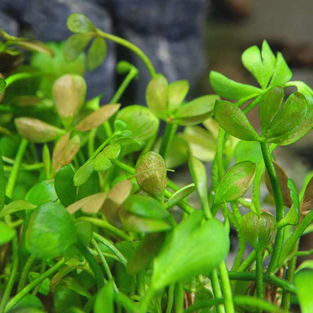 Marsilea Hirsuta Tissue Culture - Aquarium Co - Op