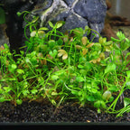 Marsilea Hirsuta Tissue Culture - Aquarium Co - Op