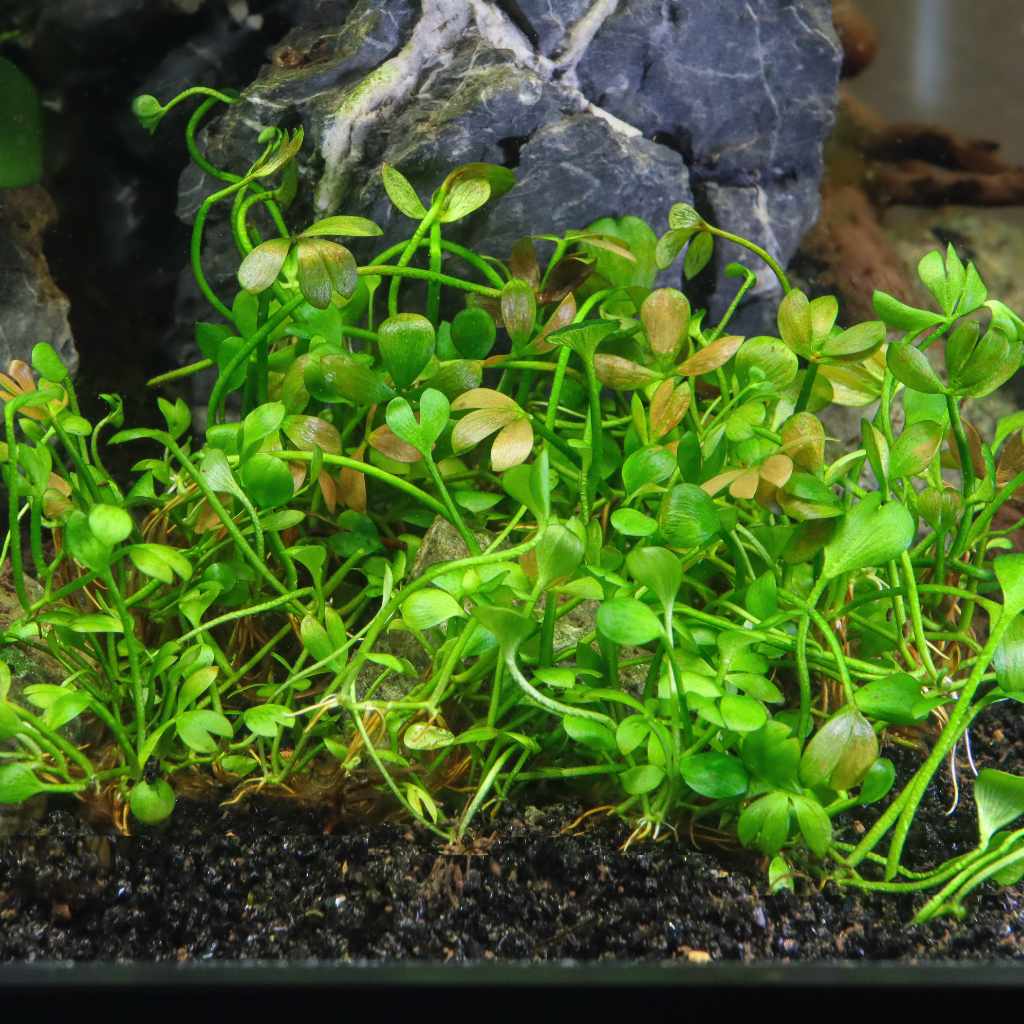 Marsilea Hirsuta Tissue Culture - Aquarium Co - Op