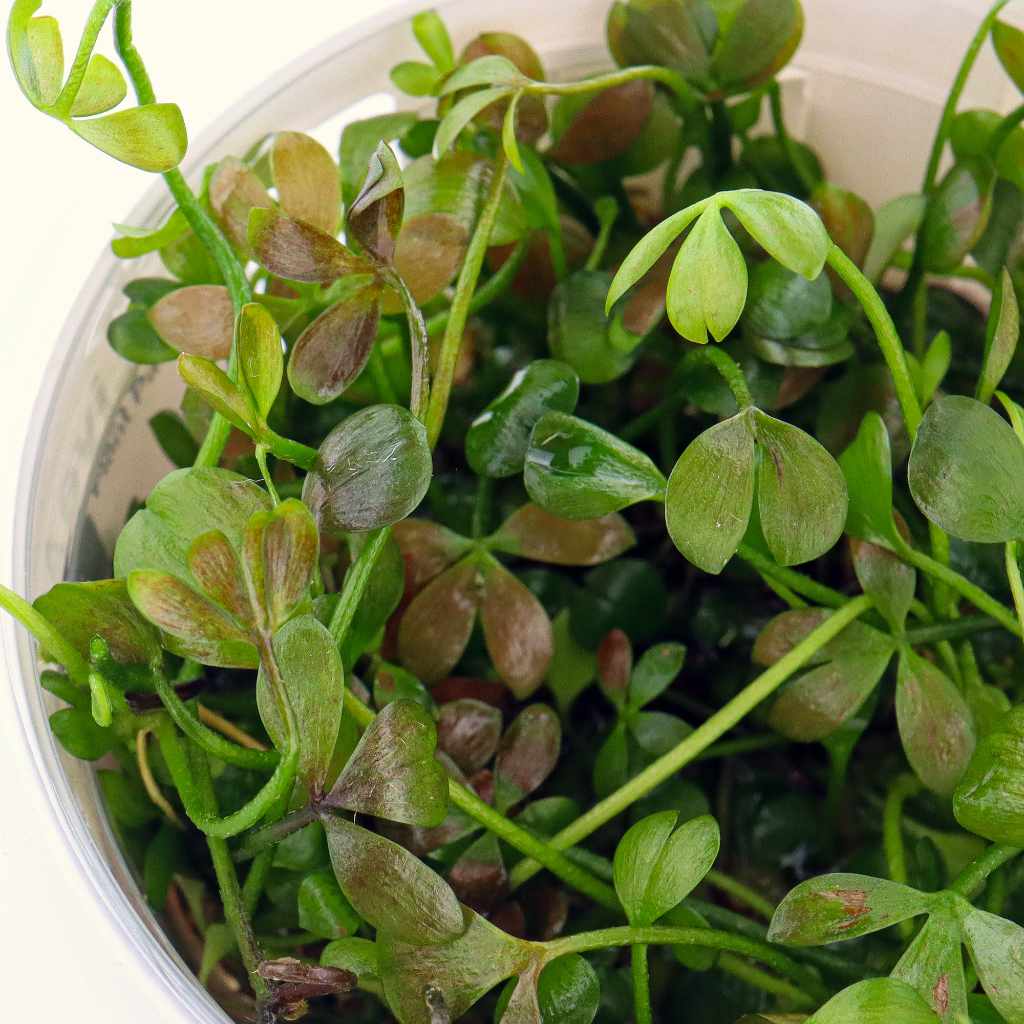 Marsilea Hirsuta Tissue Culture - Aquarium Co - Op