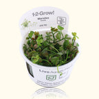 Marsilea Hirsuta Tissue Culture - Aquarium Co - Op