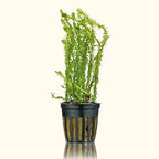 Mayaca Fluviatilis - Aquarium Co - Op