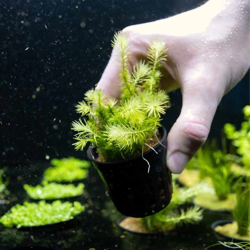 Mayaca Fluviatilis - Aquarium Co - Op