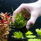 Micro Sword - Aquarium Co - Op