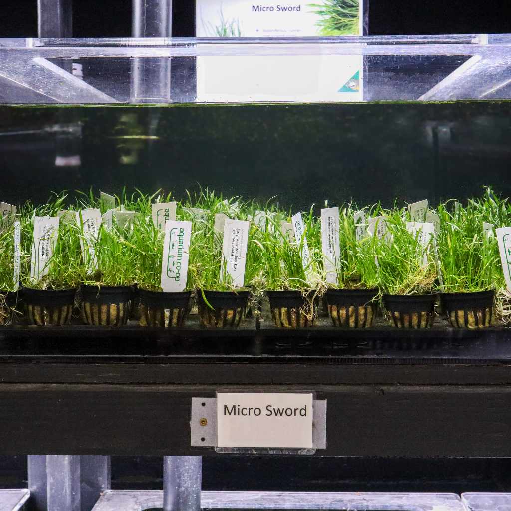 Micro Sword - Aquarium Co - Op