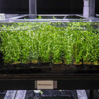 Moneywort - Aquarium Co - Op