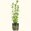 Moneywort - Aquarium Co - Op