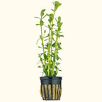 Moneywort - Aquarium Co - Op