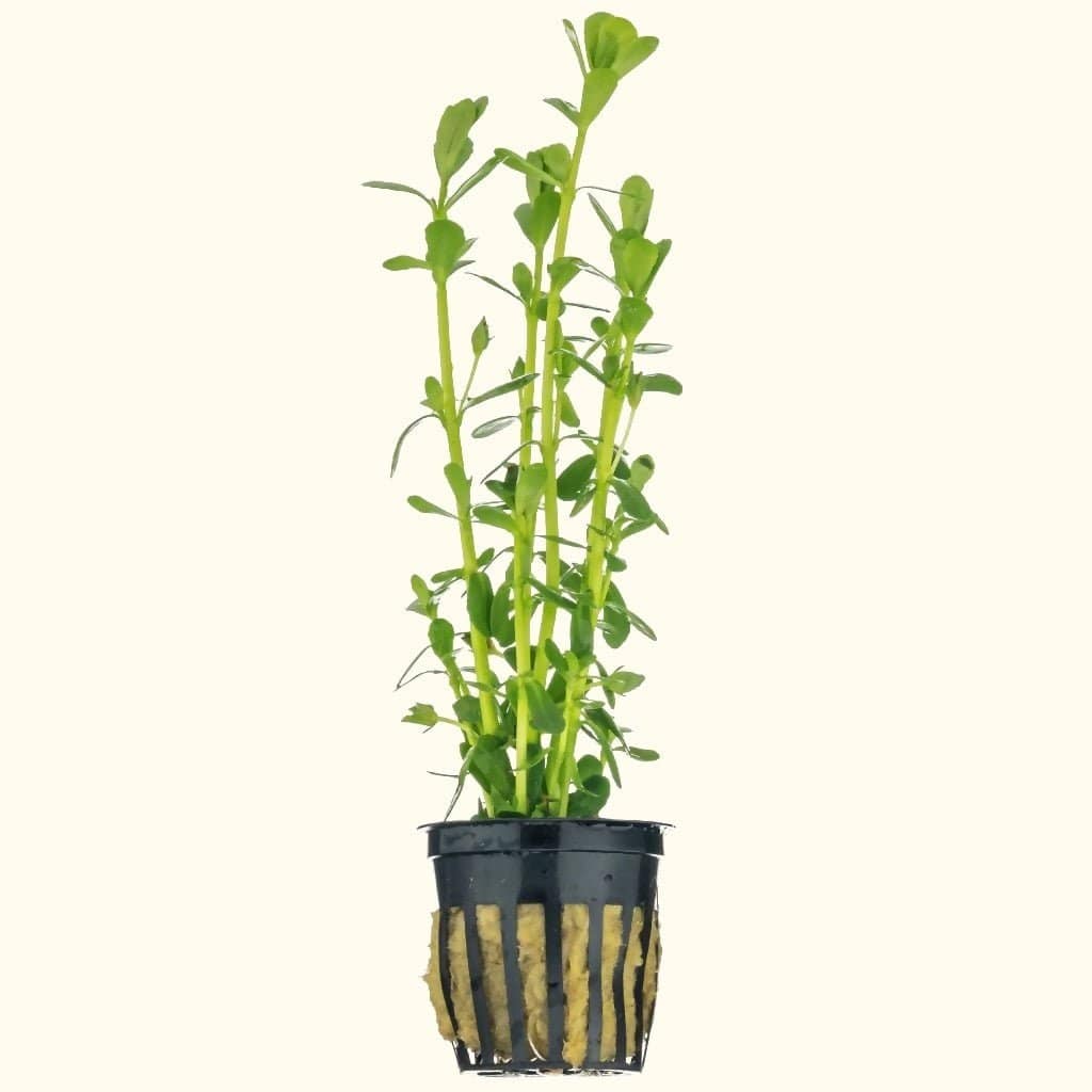 Moneywort - Aquarium Co - Op
