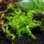 Monte Carlo - Aquarium Co - Op
