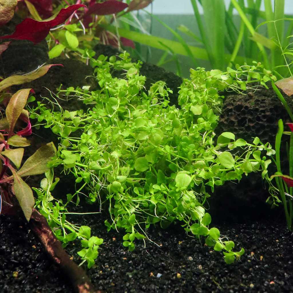 Monte Carlo - Aquarium Co - Op