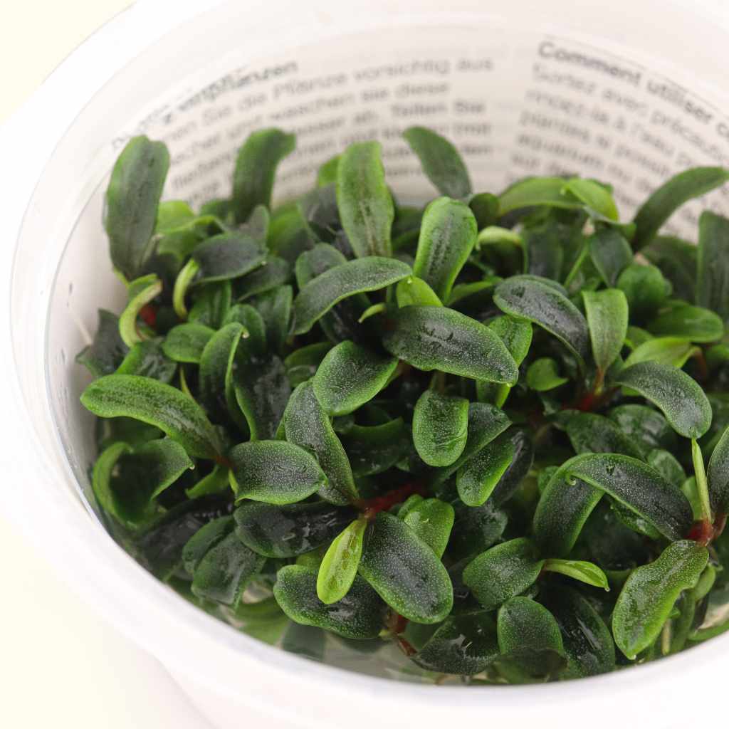 "Orphan" Bucephalandra Needle Leaf Tissue Culture - Aquarium Co - Op